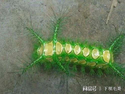 辣椒驱虫