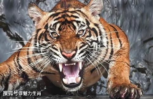命格解析