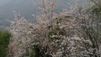 1. 门票价格大揭秘