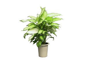 植物：绿意盎然
