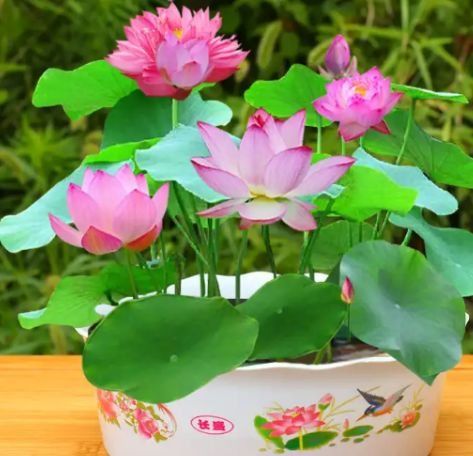 莲花：和谐与福禄齐飞