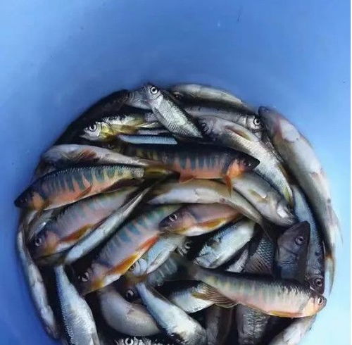 鱼的颜色也很重要
