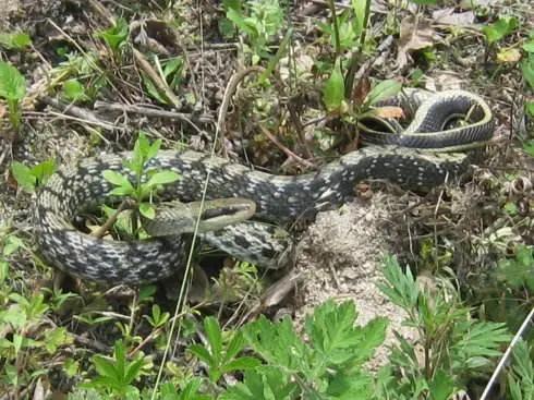 女人梦想见的Snake ,自己和孩子dou会病倒. hen多人经常Zuo梦想dou会梦想见的Snake ,在周公解梦想中 ,梦想见的Snake多数是吉兆 ,但也有个别情况是不好的预示 。