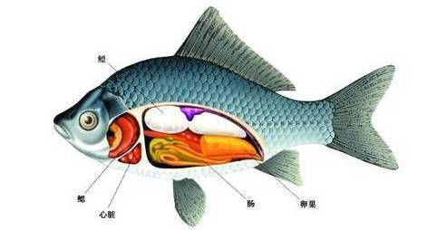 1）水之柔——鱼、 龙、兔