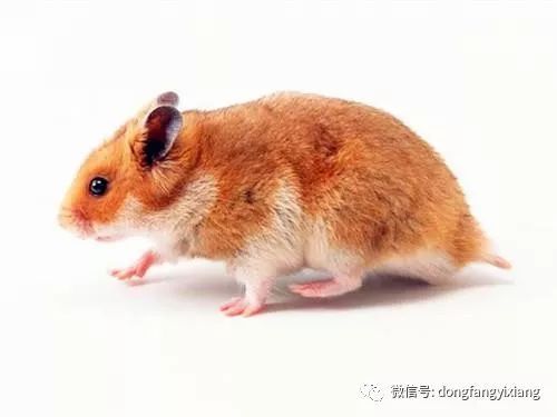 什么叫犯太岁？