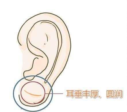垂珠朝口：财寿两旺