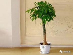 东南文昌位——招财较小秘籍