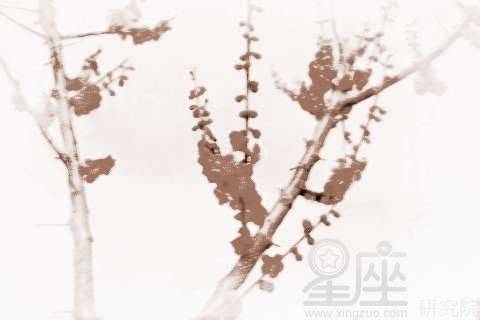 梦见梅花绽放？周公说：这事儿不简单！