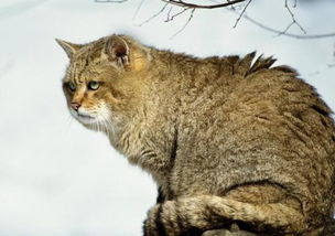 野猫野狗到底会不会掏走你家的财运？