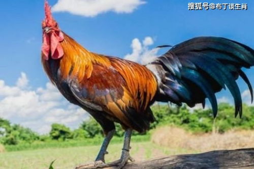 鸡的核心需求是哪些？