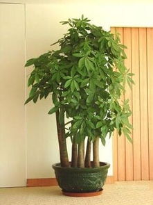 搬家第一天的“绿意”仪式感