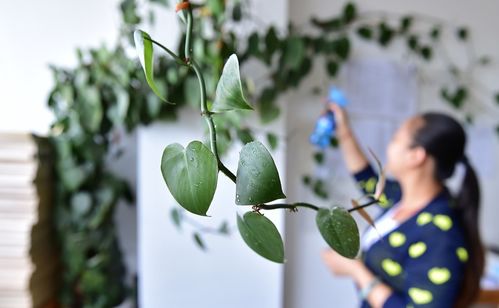 绿萝：好运的象征