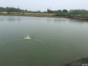 白河岸边（二坝附近）：清静到能听见自己心跳的地方