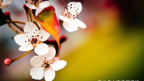 一月桃花较大揭秘——谁的桃花运最旺？