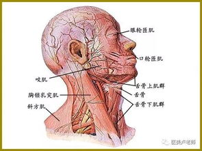 第二波雷：外来物占坑——假体/玻尿酸可不是 “ 无辜小透明 ”