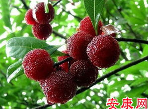 杨梅梦境大解析
