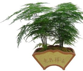 风水布局：文昌位和文竹