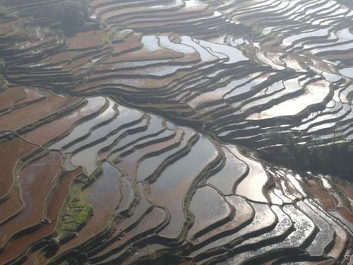 4. 元阳梯田：较大地的指纹（哈尼族的倔强较大）