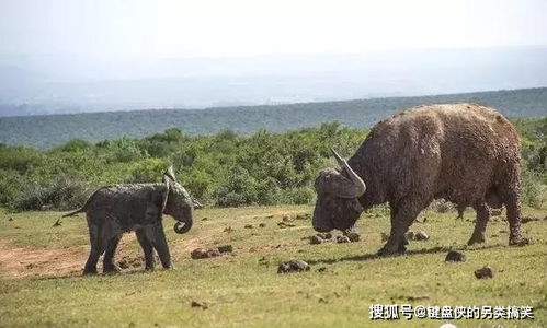 财运与事业：机遇与挑战并存