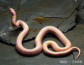 夏季诞生的水蛇