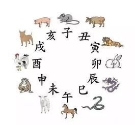 嘿，老铁们！聊聊2025年12月9日的生肖大戏