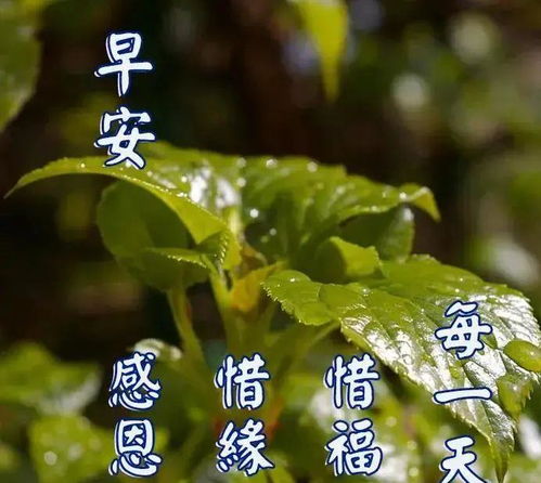 生肖与五行