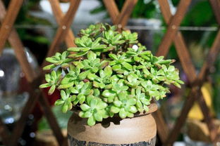 六、绿植点缀——全屋增添生机
