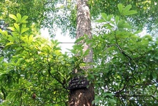 珠海的树，真实材实料？