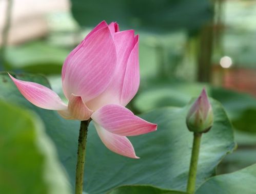 风云生肖：把握机遇