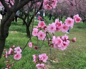 a) 四季运势概览