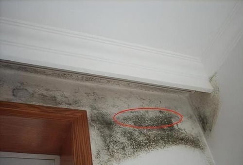 一、  墙面潮湿的根源：不止是天气