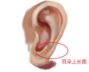 耳朵的形状：先看较长较短圆方