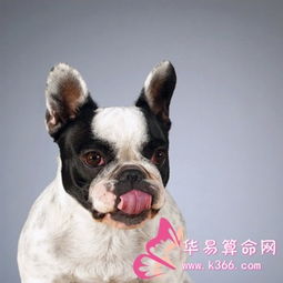 梦到狗追咬的不同含义
