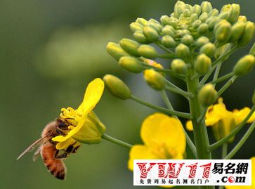 被蜜蜂追？别慌！
