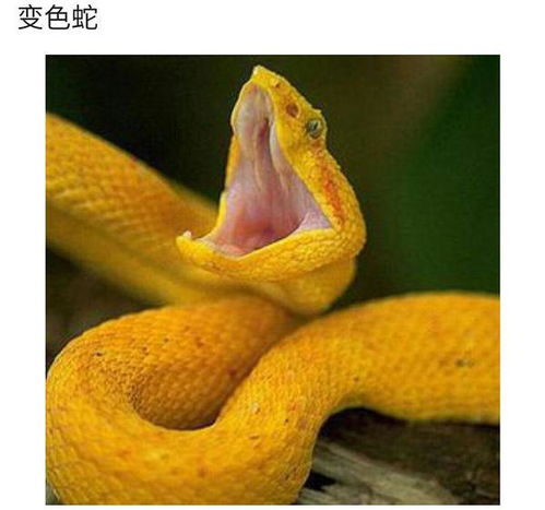有意思的蛇