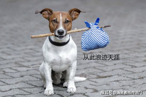 A+B两种配对法则，你懂吗？