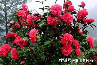 茶花Neng放大门口吗风水好吗,茶花Neng放大门口吗风水好吗