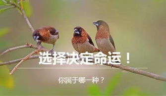 小鸟在梦里到底是干啥的？