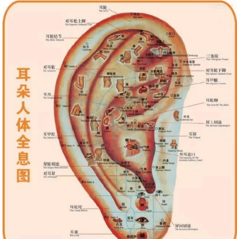 双耳贴肉：富有足之象