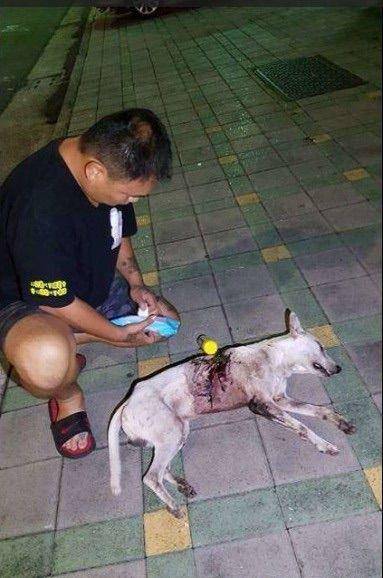 1. 别人杀你的狗