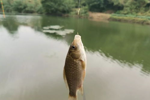 怎么挑选更佳的喂食时间段？