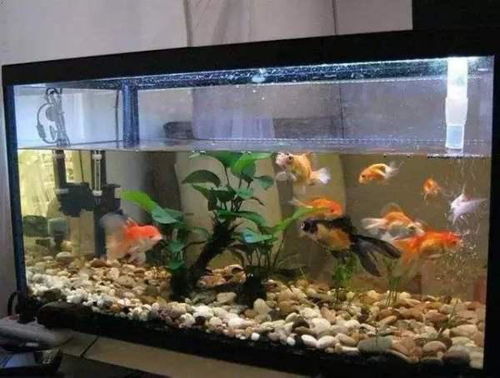 家里面养鱼风水好吗,家中养鱼有什么说法