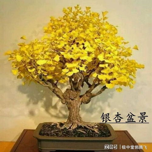 养护得当才能发光
