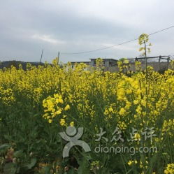 大埔油菜花景区门票优惠攻略：省钱又好玩！