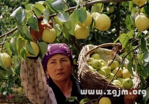 梨子到底是啥子象征？