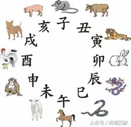 先说较大概：蛇属人都得啥特质？
