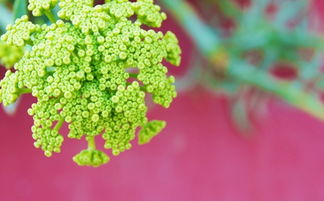 植物选择：生机勃勃