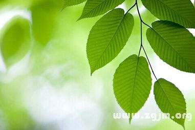 二、 常见解释：周公解梦的说法