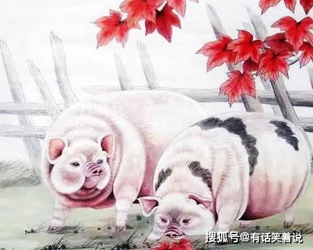猪：稳稳当当的“乐土”