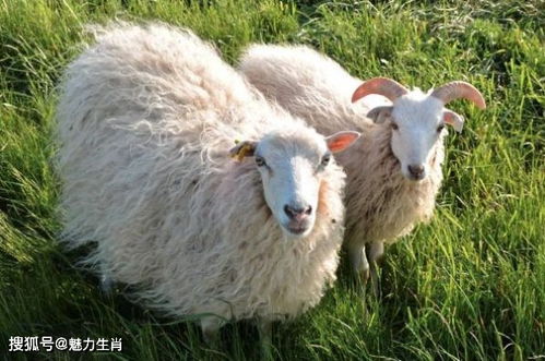 2. 脾气温顺且富有有同情心: